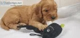 Goldendoodle Puppies