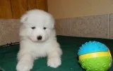 Samoyed Puppies For Sale Now