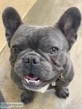 French bulldog