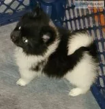 Pomeranian
