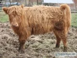 Highlander Belted Cross Cow
