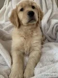 Golden retriever AKC male
