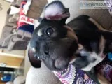 FRENCH BULLDOG PUPPY