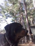 Rottweiler Stud