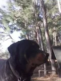 Rottweiler Stud