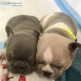 French bulldog puppies for sale at a very affordable price