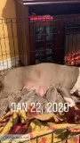 American bullys
