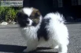 Pomeranian Puppies For Sale