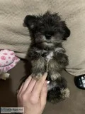 Miniature schnauzers