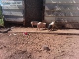 Pot Bellied Pigs