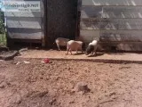 Pot Bellied Pigs
