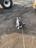 Beautiful Husky Puppy