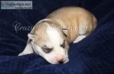 Siberian Husky Puppies