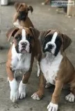 Boxer puppies
