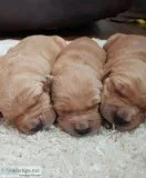 Golden Retriever Puppies
