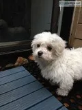 Puppies maltese