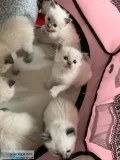 Gorgeous Ragdoll kitten for sale