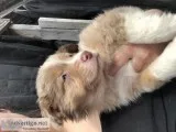 Mini Aussie puppy