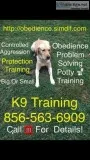 Your dog train to respond to you