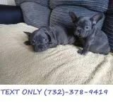 Amazing All.Blue Female French Bulldog Puppies