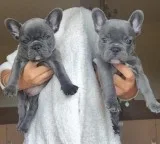AKc Reg Cindy Blue. French Bulldog Puppies
