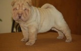 Excellent Male and Female Chinese Shar-Pei Puppies