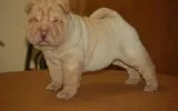 Excellent Male and Female Chinese Shar-Pei Puppies