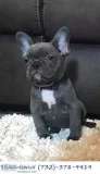 Blue Fawn Tri French Bulldog Puppies