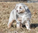 Toy Australian Shepard