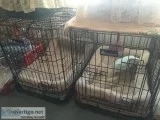 Large wire kennel