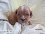 Shih-tzu poodle pups (Shihpoo pups)