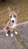Adorable Pitsky Puppy