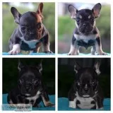 Akc French Bulldog puppies