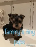 Tiny female Yorkies