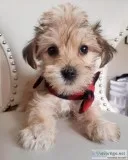 Adorable TOY YoChon (Yorkie and Bichon) Puppies
