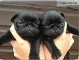 Cute Black pug puppies