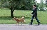 Need your dog walked