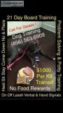 Complete obedience your dog