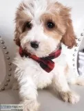 Beautiful F1B Cavapoo Puppies - READY TODAY