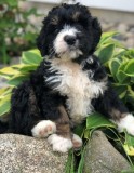 AKC Registered Bernedoodle Puppies