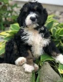 AKC Registered Bernedoodle Puppies