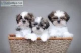 MALSHI PUPS 