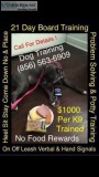 Dog control obedience problem-solving and