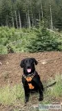 pure bred labs
