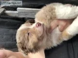 Mini Aussie puppy