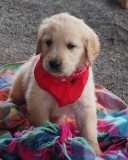 Stunning Kc Reg Golden Retriever Puppies For Sale
