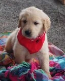 Stunning Kc Reg Golden Retriever Puppies For Sale