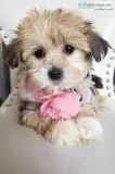 Adorable TOY Yorkie Bears (Teddy Bear and Yorkie) Puppies