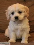 Cockapoo Puppies For Loving And Caring Homes