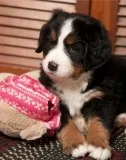 Available Bernese Moutain Dog Puppies